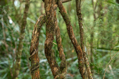 Entwined