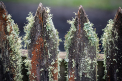 Lichen Pickets