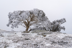Frozen-Wonderland