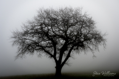 Lone-Oak
