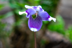 Closeup Macro