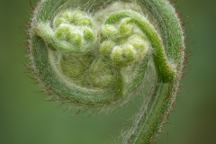 Emergence