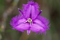 Fringe-Lily