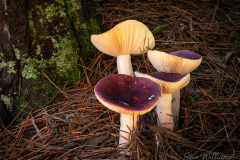 Purple Meanies