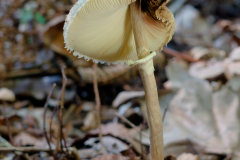Twisted