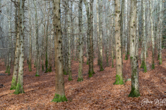 Autumn-Stand