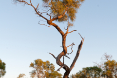 Gidgee-Tree