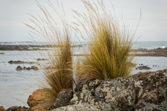 Sea-Grass