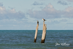 Sentinels