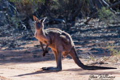 Wildlife