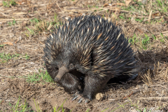 Echidna Stroll