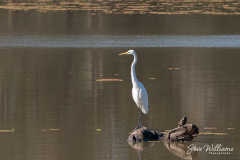 Watchful-Eye